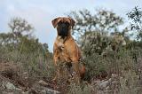 CANE CORSO 154
